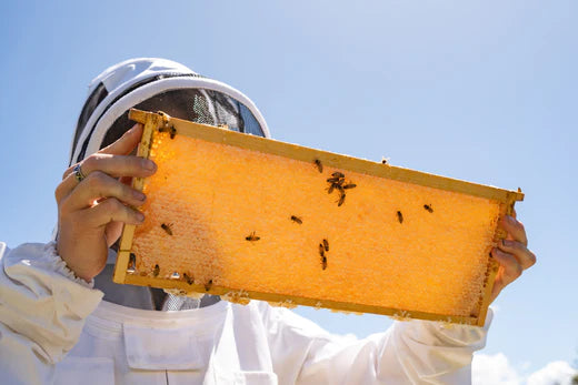 beekeeper looking at frame