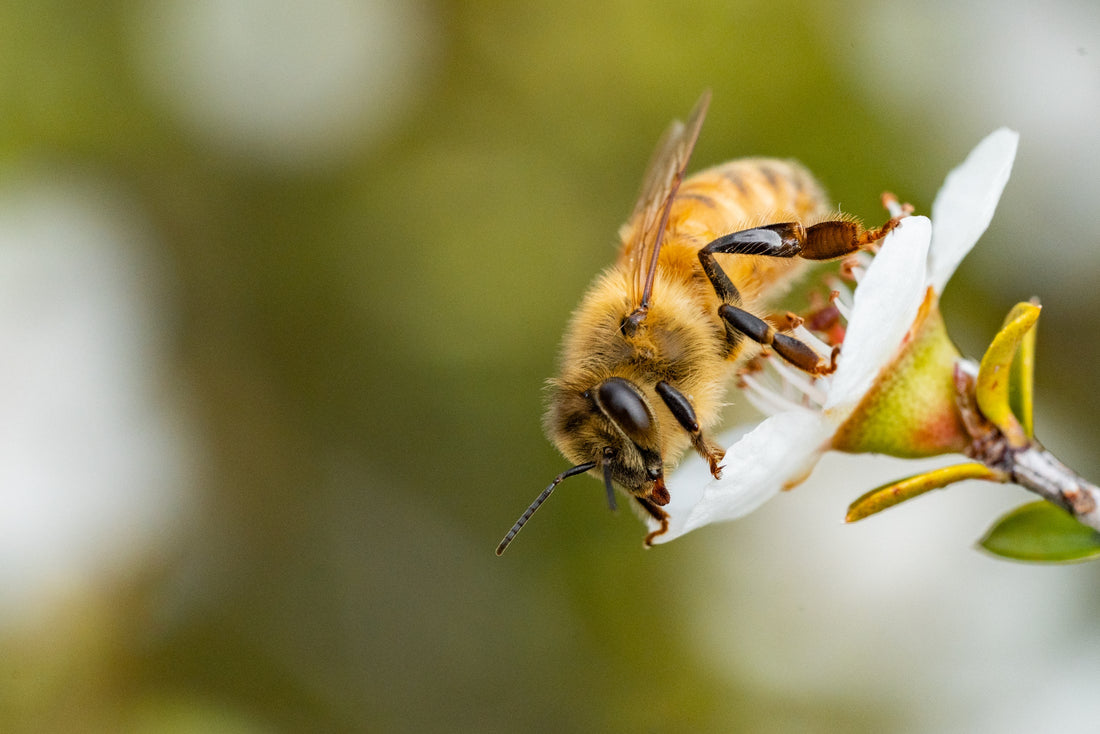 bee on manuka flower