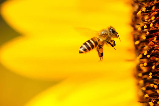 flying bee on yellow flower