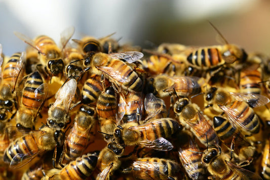 close up of bees
