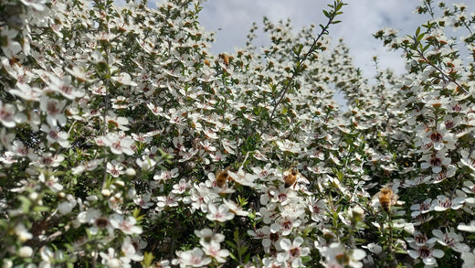 manuka native new zealand bush