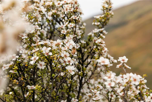 How to Choose UMF Grading For Mānuka Honey