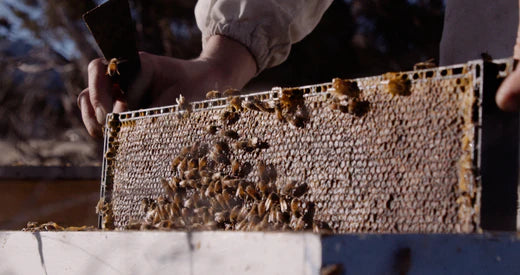 bees on honey frame