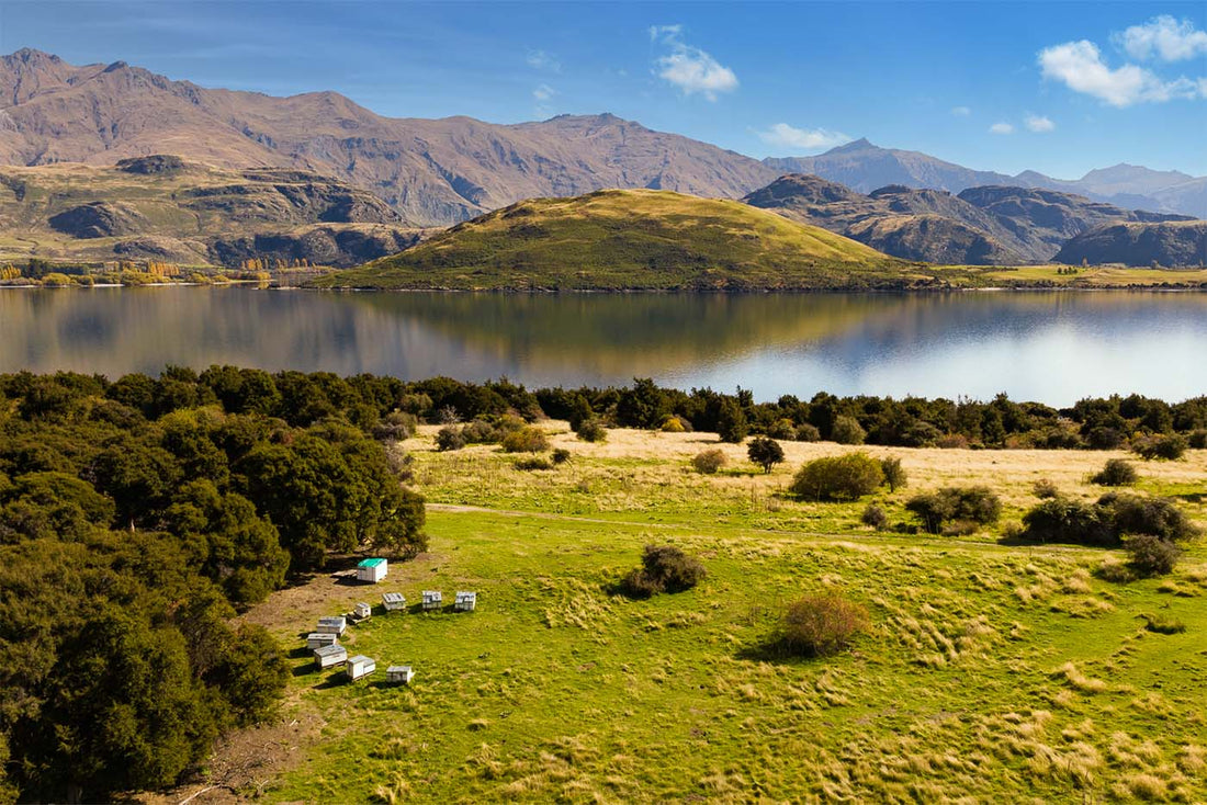 new zealand scenery with beehives